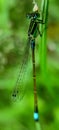 Tiny Dragonfly insect Royalty Free Stock Photo