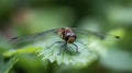 Tiny dragonfly on a leaf with soft green backdrop Royalty Free Stock Photo