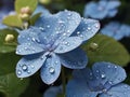 Tiny droplets of dew cling delicately to the edges of the petals.