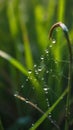 Morning dew glistens on spider web among fresh green grass in serene nature setting Royalty Free Stock Photo
