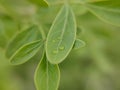 Tiny drops on a leaf Nature green background