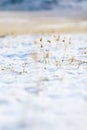 Tiny dry flower with snow in high mountain valley Royalty Free Stock Photo