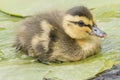 A tiny duckling on a lily pad