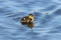 Tiny Duckling
