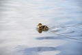 A tiny duckling swimming across a lake Royalty Free Stock Photo