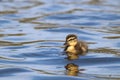 Tiny Duckling Swimming on a Pond