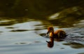 a tiny duckling is swimming in the water