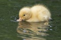 A tiny duckling on the water