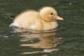 A tiny duckling on the water