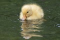 A tiny duckling on the water