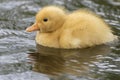 A tiny duckling on the water