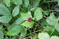 Tiny dwarf wild raspberries grow on the forest floor Royalty Free Stock Photo