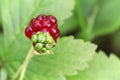 Tiny dwarf wild raspberries grow on the forest floor Royalty Free Stock Photo