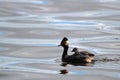 A tiny eared grebe swimming in the water Royalty Free Stock Photo