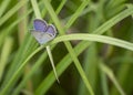 A tiny Eastern-Tailed Blue butterfly pausing on a long blade of grass. Royalty Free Stock Photo