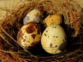 Tiny eggs Common quail bird eggs inside a nest, Quail eggs are considered a delicacy in many parts of the world Royalty Free Stock Photo