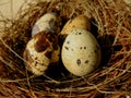 Tiny eggs Common quail bird eggs inside a nest, Quail eggs are considered a delicacy in many parts of the world Royalty Free Stock Photo