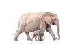 Tiny elephant calf walking next to mother isolated on white Royalty Free Stock Photo