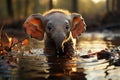 Tiny elephant revels in puddle, its adorable antics captivating all who watch Royalty Free Stock Photo