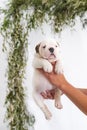 Tiny english bulldog puppy is in breeder`s hand.