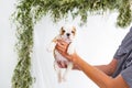 Tiny english bulldog puppy is in breeder`s hand. Horizontal portrait