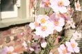 Tiny english country garden - few petals outside of the window