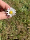 Tiny English Daisy in front of a blurry green background