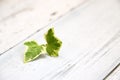 Tiny english ivy on white painted wooden board, background image