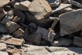 Tiny Ermine Peeks Out of Boulder Pile