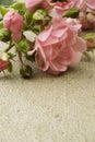 Tiny fairy rose Royalty Free Stock Photo