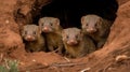 A family of dwarf mongooses nestled in a hole created with Generative AI