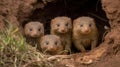A family of dwarf mongooses nestled in a hole created with Generative AI