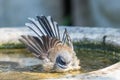 Piwakawaka New Zealand Endemic Fantail Royalty Free Stock Photo