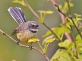 Piwakawaka New Zealand Endemic Fantail Royalty Free Stock Photo