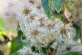 Fluffy plant seeds, shrub, bush with beautiful white feathery seed, nature outdoors