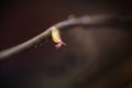 Tiny female flower of hazel Corylus avellana macro shot agains