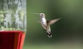 Ruby Throated Hummingbird at nectar bird feeder, Clarke County, Georgia USA