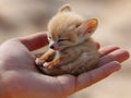 Tiny fennec cub on an open palm, appearing cute and delicate with soft fur and miniature paws