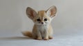 tiny fennec fox cub sits attentively on white surface its large ears twitching as it listens. soft golden sand colored