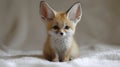 tiny fennec fox cub sits its oversized ears perked up curiously observing its surroundings. Its soft golden fur and
