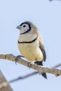 Double-barred Finch In Queensland Australia Royalty Free Stock Photo