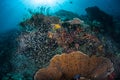 Tiny Fish and Beautiful Reef in Raja Ampat