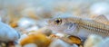 A tiny fish perched on rocks under the water, part of marine wildlife Royalty Free Stock Photo