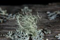 Fishbone beard lichen Royalty Free Stock Photo
