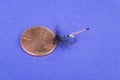 Tiny Fishing Fly on a Penny Royalty Free Stock Photo