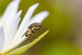 Tiny flies on lotus flower(Drosophila melanogaster) Royalty Free Stock Photo