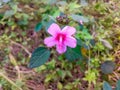 Tiny pink flower in street