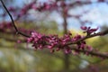 Tiny flower blooming on the branch