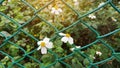 Tiny flower blosoom under sunlight, pure white petals and yellow pistil blomming on green leaves plant climbing on green wire mesh Royalty Free Stock Photo