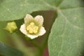 Tiny flower of Bryonia dioica. Royalty Free Stock Photo